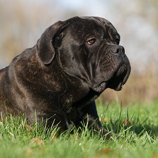 koliko trebam hraniti svog cane corsa