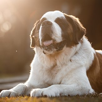 koliko bi moj sibirski haski trebao jesti